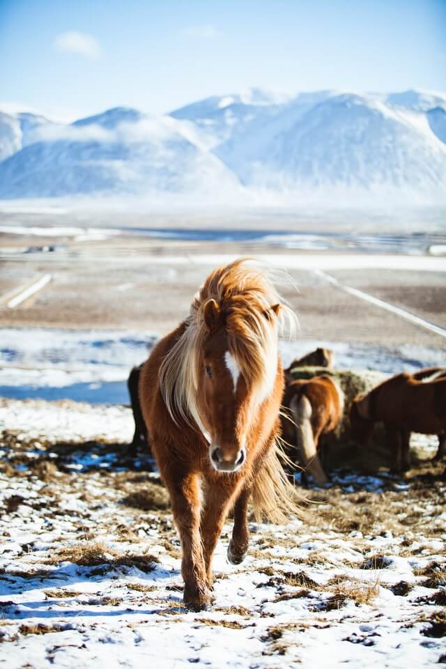 Icelandic names for horses