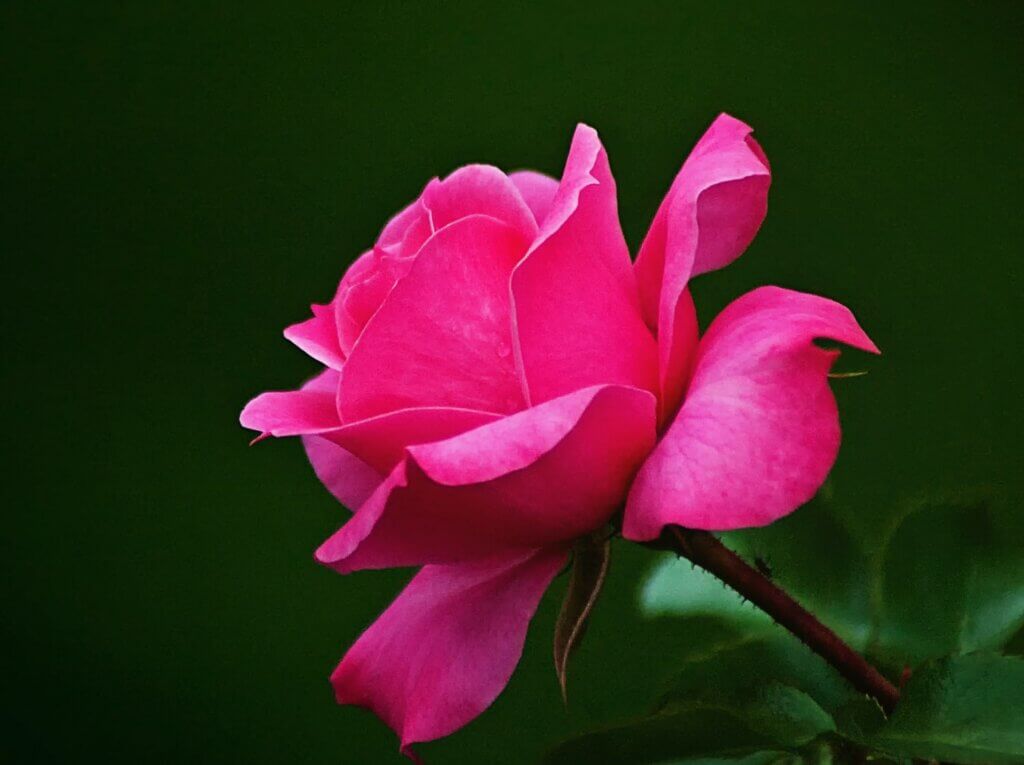 Molde roses
