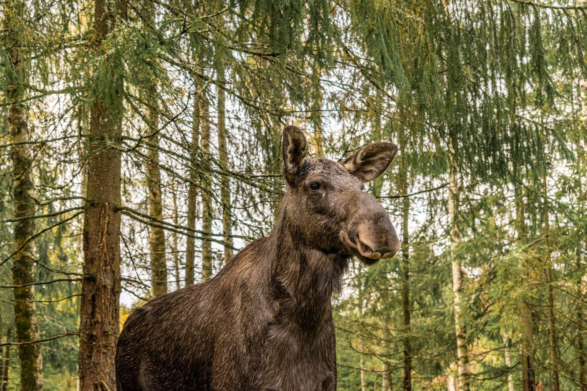 Vimmerby: Moose park