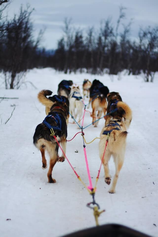 Dog Sled Västerbotten