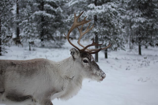 Lapland in Winter: Reindeer