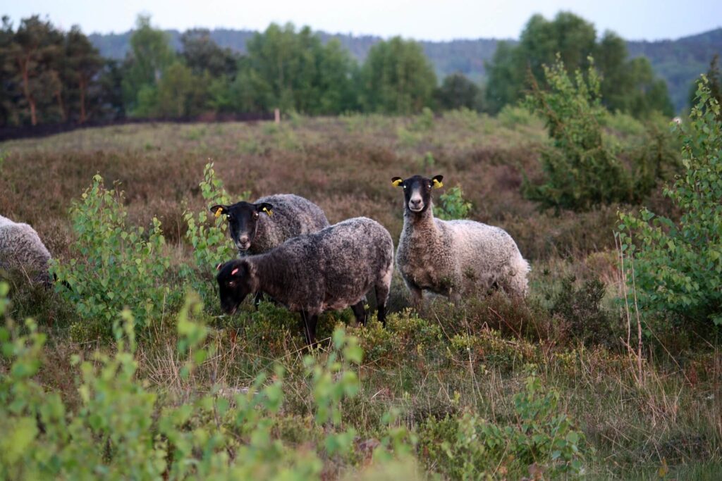 Halland Impressions Nature Sheep