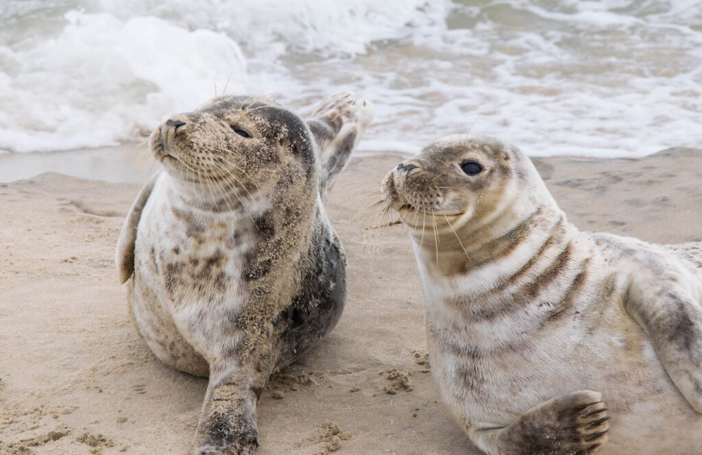 North Jutland Impressions Nature Grenen Seals