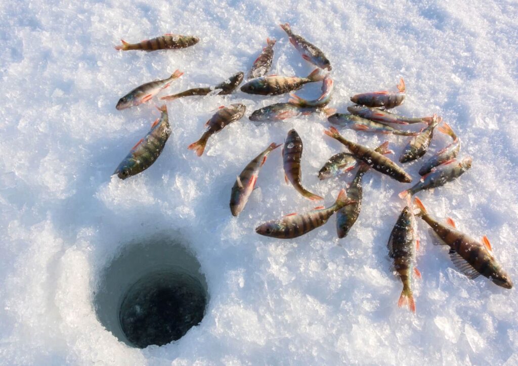 Swedish lapland ice fishing