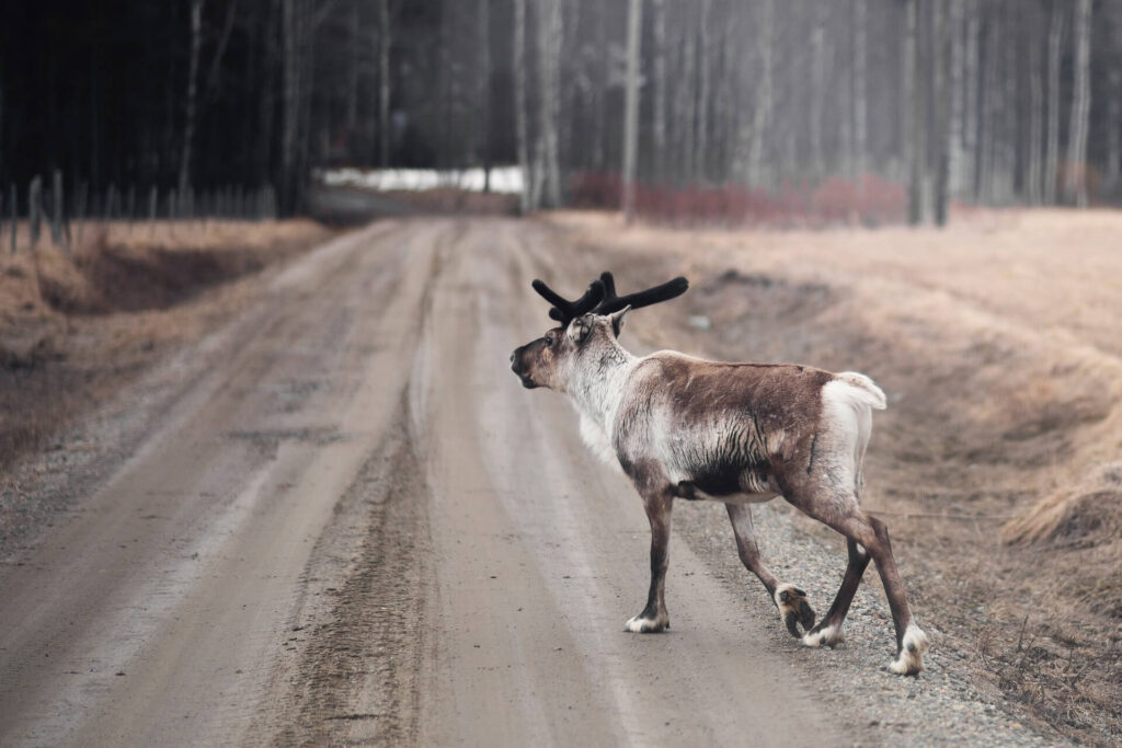 Swedish lapland nature reindeer