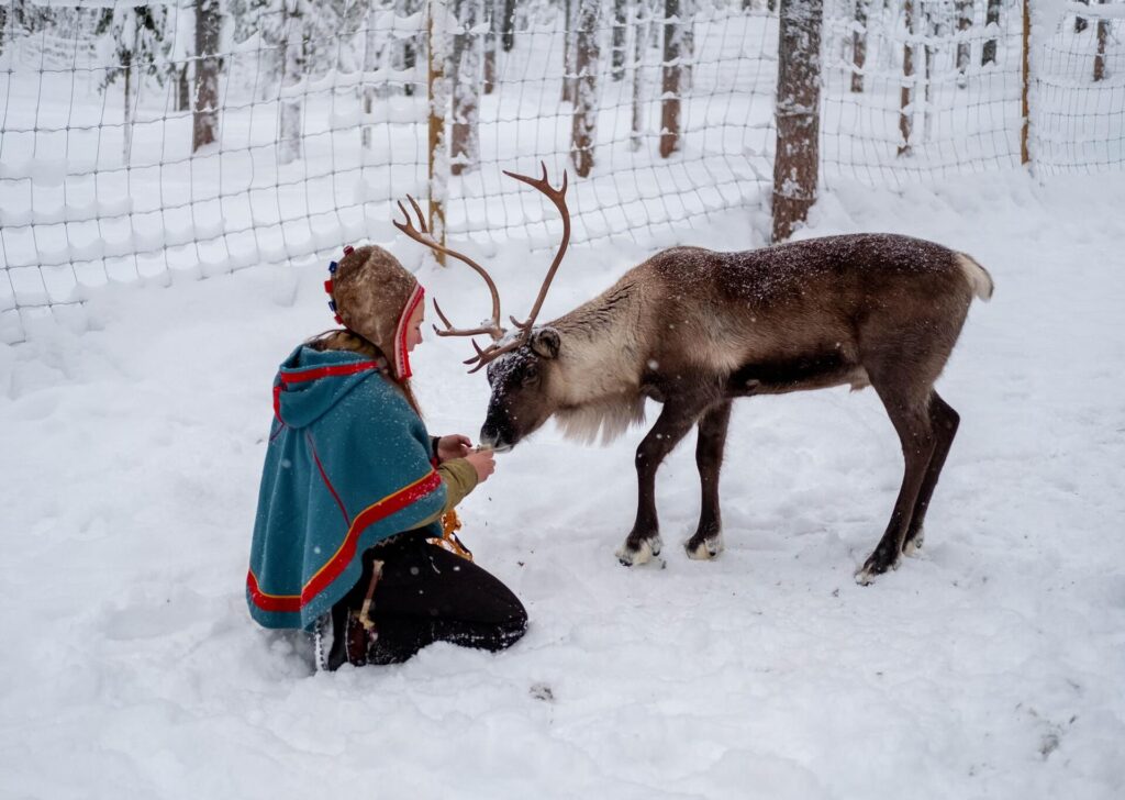 Swedish lapland sami reindeer