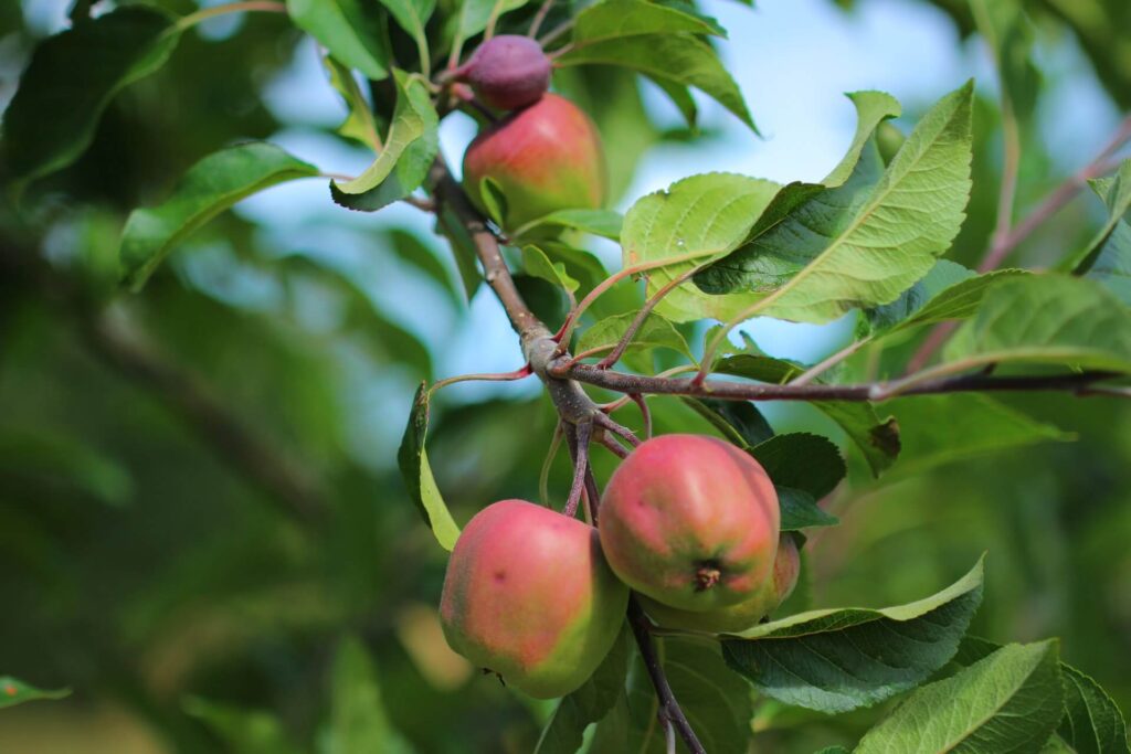 Apple orchards in Skåne