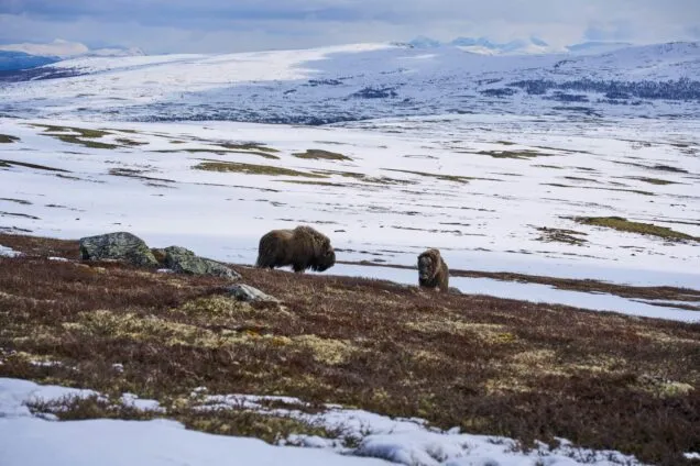 Dovrefjell-Sunndalsfjella National Park: High mountains and musk oxen